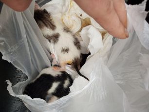 Πάργα Πρέβεζας: Κατήγγειλε στην Αστυνομία γυναίκα που έπιασαν επ’ αυτοφώρω να πετάει 3 γατάκια μέσα σε σακούλα