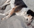Σκυλιά νεκρά από φόλες στην Παρίσαινα Μαγνησίας