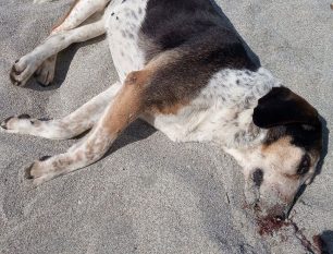 Σκυλιά νεκρά από φόλες στην Παρίσαινα Μαγνησίας