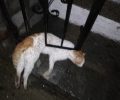 Πολλές γάτες νεκρές από φόλες στο Πευκοχώρι Χαλκιδικής