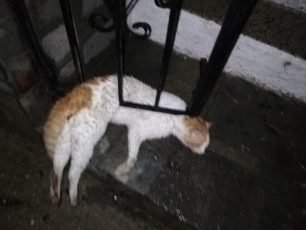 Πολλές γάτες νεκρές από φόλες στο Πευκοχώρι Χαλκιδικής