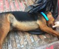 Καταδικάστηκε βοσκός που σκότωσε σκύλο τον οποίο κυνηγός άφηνε ανεπιτήρητο στην Πέρδικα Θεσπρωτίας