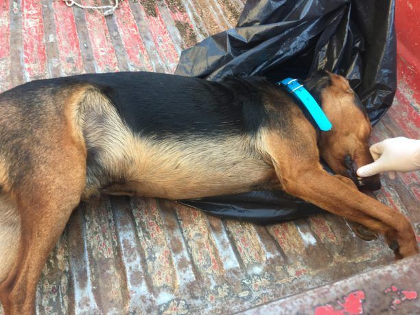 Καταδικάστηκε βοσκός που σκότωσε σκύλο τον οποίο κυνηγός άφηνε ανεπιτήρητο στην Πέρδικα Θεσπρωτίας