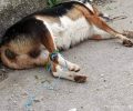Eτοιμόγεννη σκυλίτσα δηλητηριασμένη από φόλα στην Περιστερά Θεσσαλονίκης