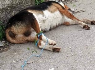 Eτοιμόγεννη σκυλίτσα δηλητηριασμένη από φόλα στην Περιστερά Θεσσαλονίκης