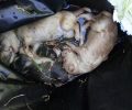 Κρήτη: Βρήκε τρία νεογέννητα κουτάβια σε σακούλα με νερό πεταμένη στα σκουπίδια στην Πηγή Ρεθύμνου