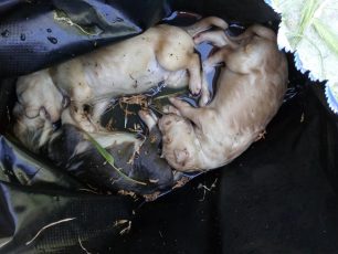 Κρήτη: Βρήκε τρία νεογέννητα κουτάβια σε σακούλα με νερό πεταμένη στα σκουπίδια στην Πηγή Ρεθύμνου