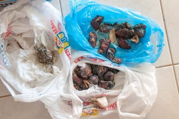 Πλύτρα Λακωνίας: Δεκάδες φόλες - δηλητηριασμένα λουκάνικα και νεκρά ζώα