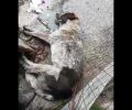 Ακόμα ένας σκύλος νεκρός από φόλα στο Προάστιο Κοζάνης (βίντεο)