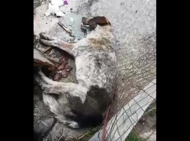 Ακόμα ένας σκύλος νεκρός από φόλα στο Προάστιο Κοζάνης (βίντεο)