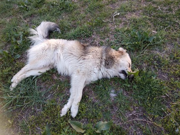 Ακόμα ένας σκύλος νεκρός από φόλα στην Πτολεμαΐδα Κοζάνης