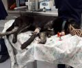 Ακόμα ένας σκύλος νεκρός - πυροβολημένος στη Ρογδιά Ηρακλείου Κρήτης