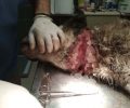 Βρήκαν σκύλο με κομμένο λαιμό δεμένο με σύρμα στη Σάλτινη Αιτωλοακαρνανίας και η Αστυνομία αδιαφόρησε στην έκκληση τους (βίντεο)
