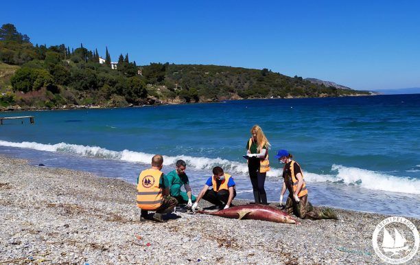 ΑΡΧΙΠΕΛΑΓΟΣ: Πολλά τα νεκρά δελφίνια στο Αιγαίο πιθανότατα εξαιτίας ναυτικής στρατιωτικής άσκησης