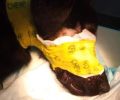 Σάμος: Έκκληση για να καλυφθούν έξοδα χειρουργείου για σκύλο που πυροβολήθηκε στο κεφάλι στο χωριό Σπαθαραίοι (βίντεο)
