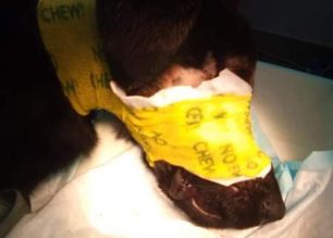 Σάμος: Έκκληση για να καλυφθούν έξοδα χειρουργείου για σκύλο που πυροβολήθηκε στο κεφάλι στο χωριό Σπαθαραίοι (βίντεο)