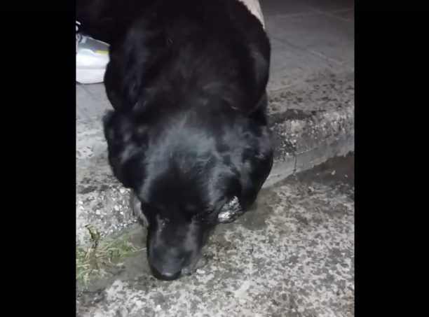 Σκύλος δηλητηριάστηκε από φόλα στο Σιδηρόκαστρο Σερρών (βίντεο)