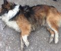 Σκύλος δηλητηριάστηκε από φόλα στη Σίνδο Θεσσαλονίκης