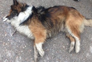 Σκύλος δηλητηριάστηκε από φόλα στη Σίνδο Θεσσαλονίκης