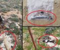 Γάτες νεκρές από φόλα με δηλητηριασμένες σαρδέλες στη Σητεία Λασιθίου Κρήτης