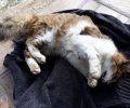 Λέσβος: Νεκρές από φόλες αδέσποτες γάτες στον Σκουτάρο