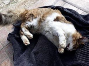 Λέσβος: Νεκρές από φόλες αδέσποτες γάτες στον Σκουτάρο
