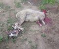 Δικογραφία σε βάρος του άνδρα που έσφαξε εκτός σφαγείου πρόβατο στη Σταυρούπολη Θεσσαλονίκης (βίντεο)