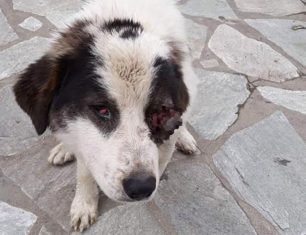 Βρήκαν σκύλο με βγαλμένο μάτι ίσως από χτύπημα στο Στεφανοβίκειο Μαγνησίας