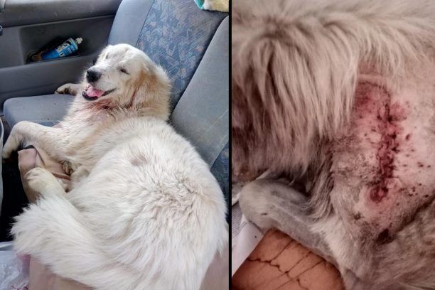 Σκύλος πυροβολημένος βρέθηκε στη Στράτο Αιτωλοακαρνανίας