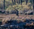 «Οικολογική Κίνηση Πάτρας»: Οργιάζουν οι κυνηγοί στην καρδιά του Εθνικού Πάρκου Κοτυχίου - Στροφυλιάς!