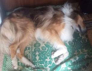 Σκύλος νεκρός από φόλα σε αυλή σπιτιού στα Τάλαντα Λακωνίας
