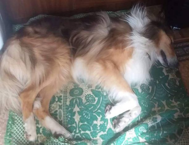 Σκύλος νεκρός από φόλα σε αυλή σπιτιού στα Τάλαντα Λακωνίας
