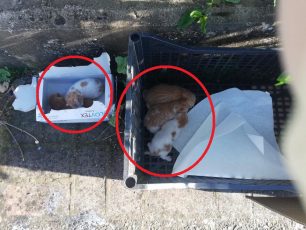 Θεσπρωτία: Βρήκε νεογέννητα γατάκια πεταμένα στα σκουπίδια σε κάδο στο Τ.Ε.Ι. Ηγουμενίτσας