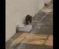 Θήβα Βοιωτίας: Γάτα πήρε και πάλι κοντά της τα γατάκια που κάποιος πέταξε στα σκουπίδια για να τα σκοτώσει (βίντεο)