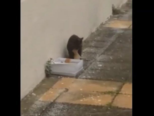 Θήβα Βοιωτίας: Γάτα πήρε και πάλι κοντά της τα γατάκια που κάποιος πέταξε στα σκουπίδια για να τα σκοτώσει (βίντεο)