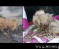 Ολοένα και καλύτερα ο σκύλος που έλιωνε αβοήθητος στην Τύλισο Ηρακλείου Κρήτης (βίντεο)