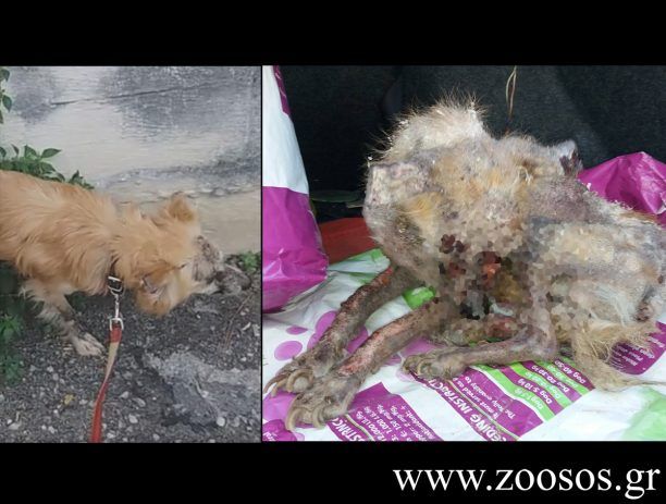 Ολοένα και καλύτερα ο σκύλος που έλιωνε αβοήθητος στην Τύλισο Ηρακλείου Κρήτης (βίντεο)