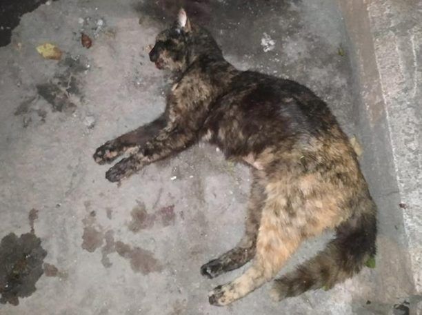 Γάτες νεκρές από φόλες στην Τούμπα Θεσσαλονίκης (βίντεο)