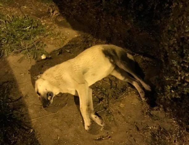 Τρία σκυλιά νεκρά από φόλες στην κεντρική πλατεία των Τρικάλων Θεσσαλίας