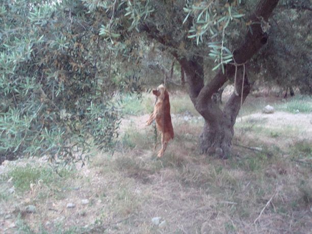 Κρήτη: Κρέμασε σκύλο σε ελιά στο Βαμβακόπουλο Χανίων
