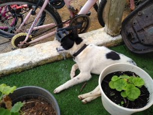 Σκύλος νεκρός από φόλα στο Βρωμονέρι Μεσσηνίας