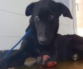 Ζάκυνθος: Έσωσαν τον σκύλο που περιφερόταν για καιρό με κομμένο πόδι στο Βανάτο (βίντεο)