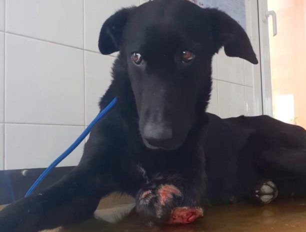 Ζάκυνθος: Έσωσαν τον σκύλο που περιφερόταν για καιρό με κομμένο πόδι στο Βανάτο (βίντεο)