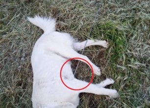 Σκότωσε σκύλο χτυπώντας τον με βέργα ψαροντούφεκου μέσα σε κτήμα στο Αγρίνιο Αιτωλοακαρνανίας