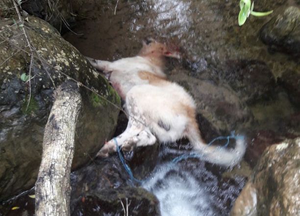 Αιτωλοακαρνανία: Κατήγγειλε μέσω facebook τον ξάδερφο του ως τον δολοφόνο του σκύλου του (βίντεο)