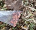 Κρήτη: Ξανά πολλές φόλες - δηλητηριασμένα λουκάνικα εντοπίστηκαν στο Ακρωτήρι Χανίων