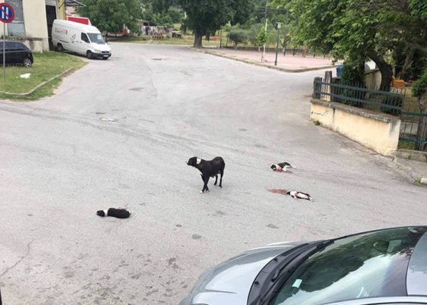 Αμισιανά Καβάλας: Σκότωσαν με τα αυτοκίνητα τους τρία κουτάβια