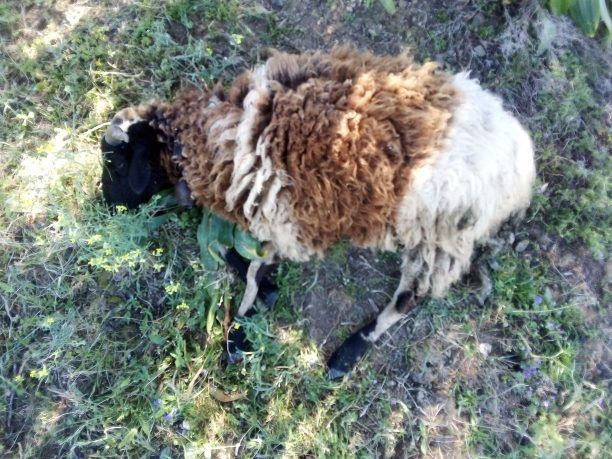 Πυροβόλησε, σκότωσε και έκλεψε πρόβατα στα Άνω Μάμουλα Εύβοιας