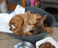 Αποκόρωνας Χανίων: Ιδιοκτήτης πέταξε έξω σκυλιά που ζούσαν στο σπίτι ηλικιωμένης μόλις η γυναίκα μεταφέρθηκε στο νοσοκομείο
