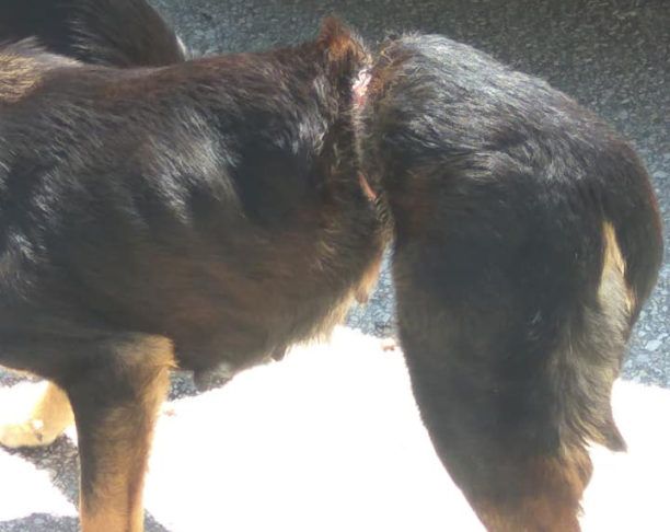 Σκύλος με συρμάτινη θηλιά στην κοιλιά περιφέρεται στο Αρσάκειο Ροδόπης